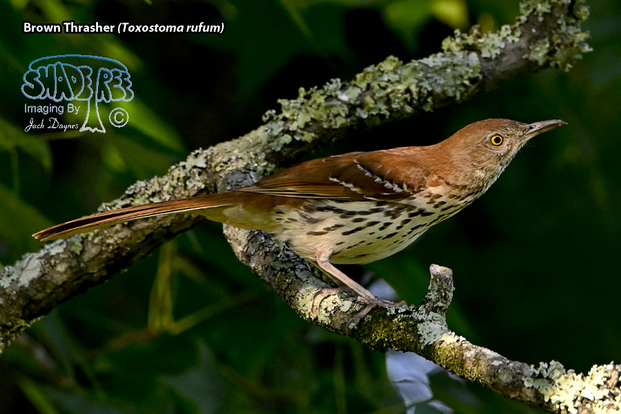 Brown Thrasher - Toxostoma rufum