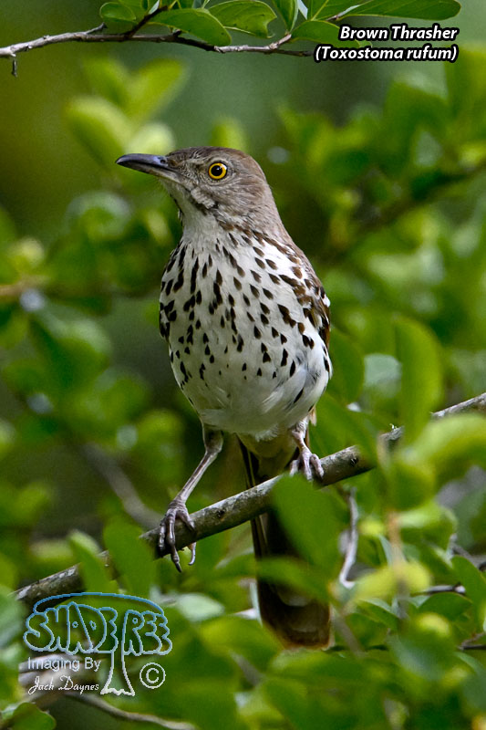 Brown Thrasher - Toxostoma rufum