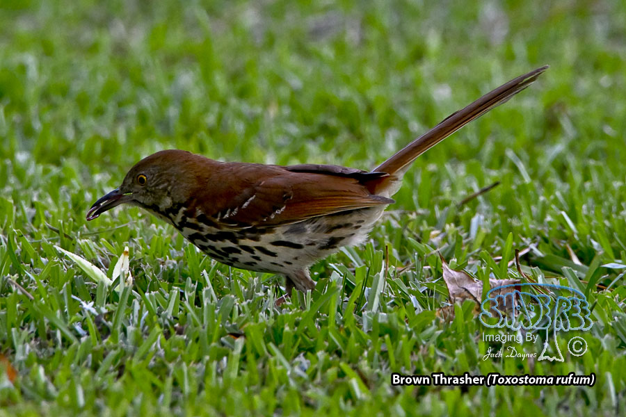 Brown Thrasher - Toxostoma rufum