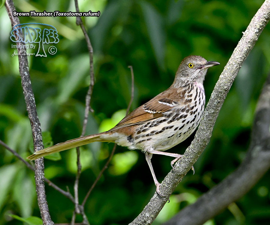 Brown Thrasher - Toxostoma rufum