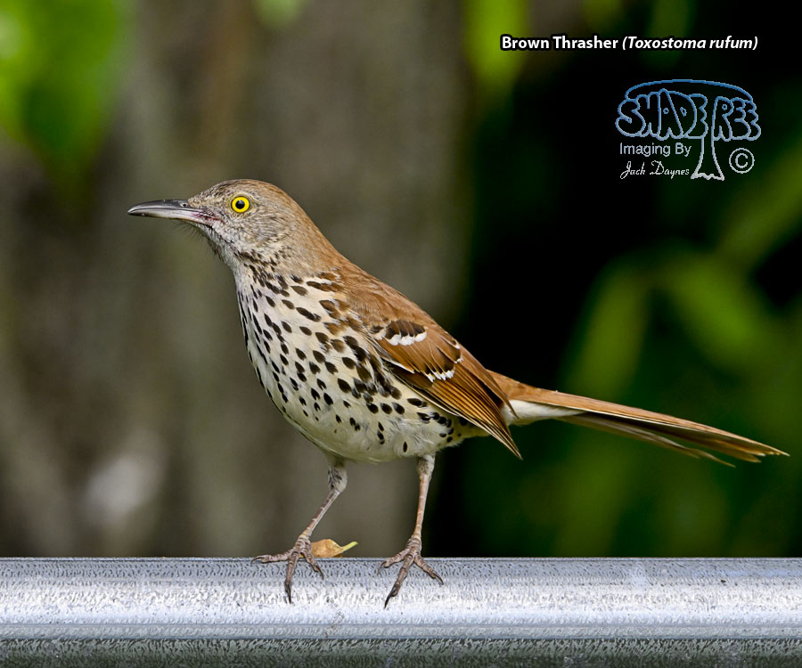 Brown Thrasher - Toxostoma rufum