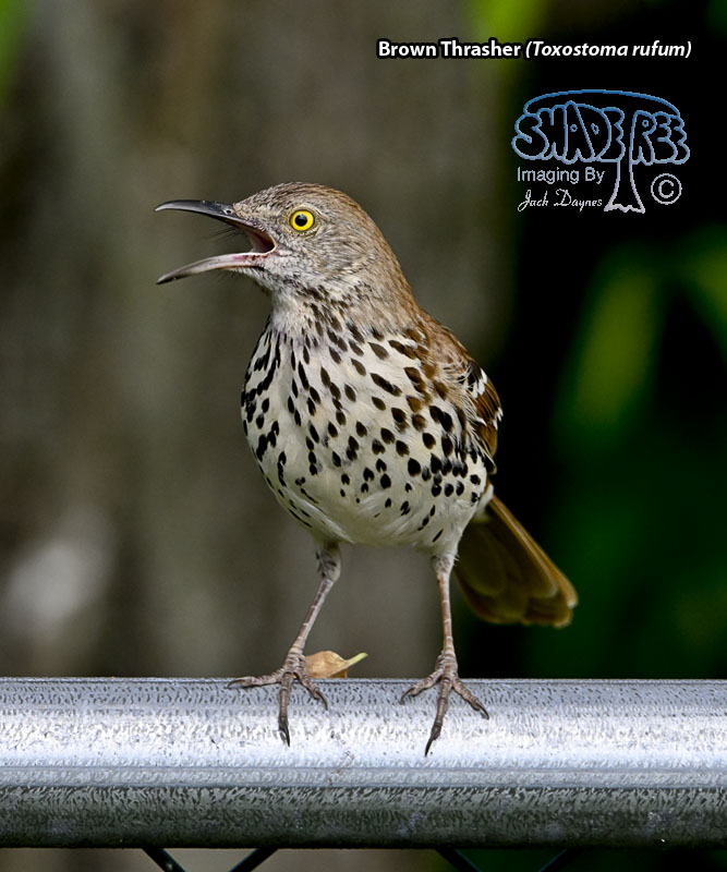Brown Thrasher - Toxostoma rufum