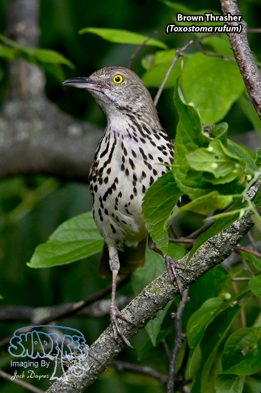 Brown Thrasher - Toxostoma rufum