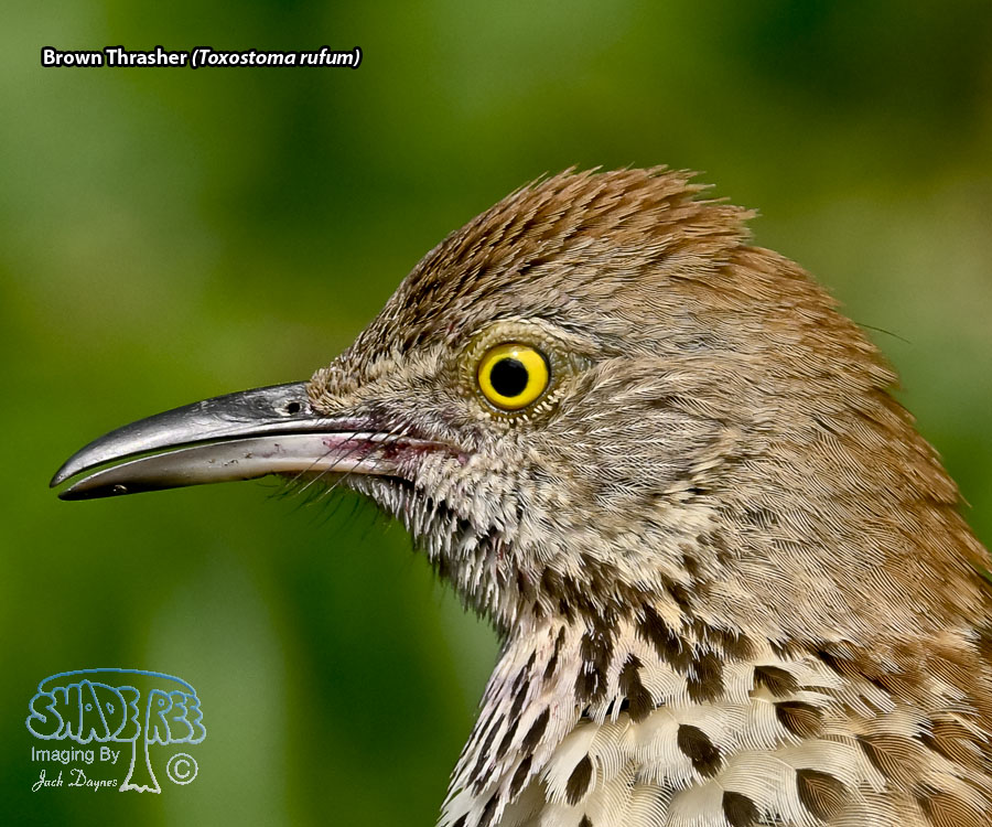 Brown Thrasher - Toxostoma rufum