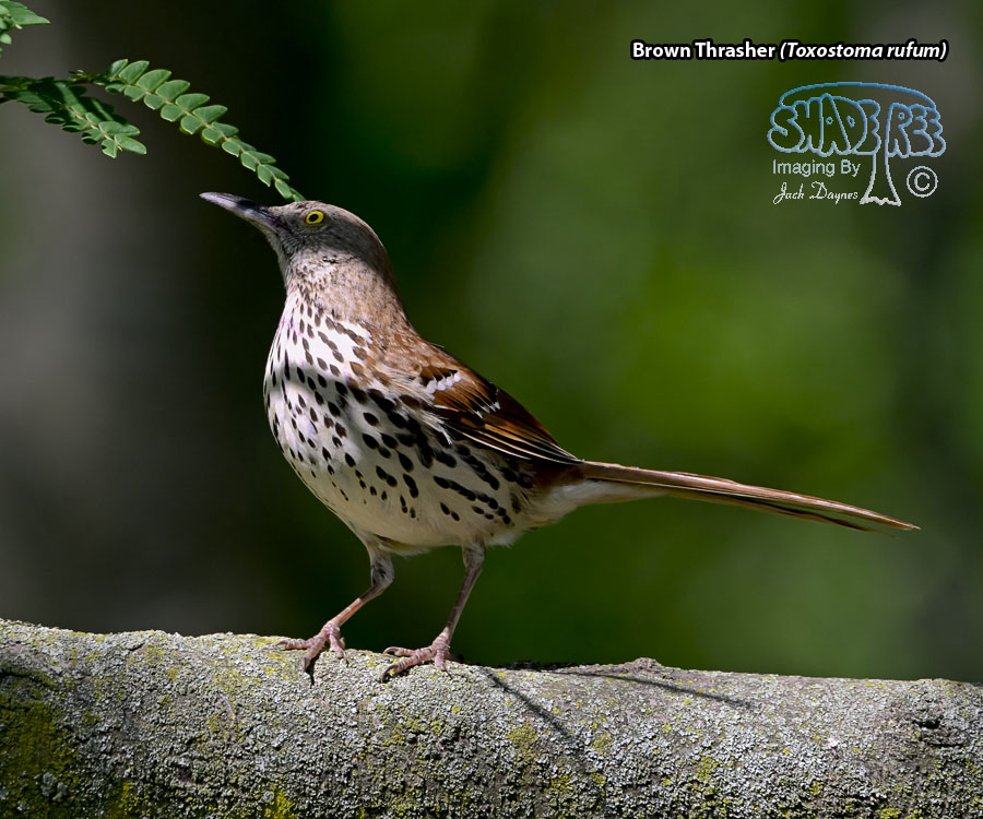 Brown Thrasher - Toxostoma rufum