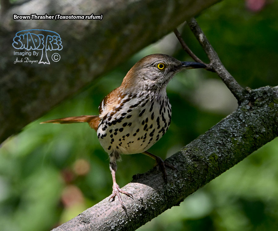 Brown Thrasher - Toxostoma rufum