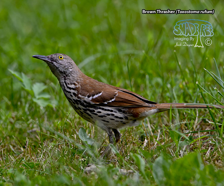 Brown Thrasher - Toxostoma rufum
