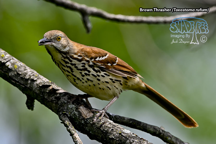 Brown Thrasher - Toxostoma rufum