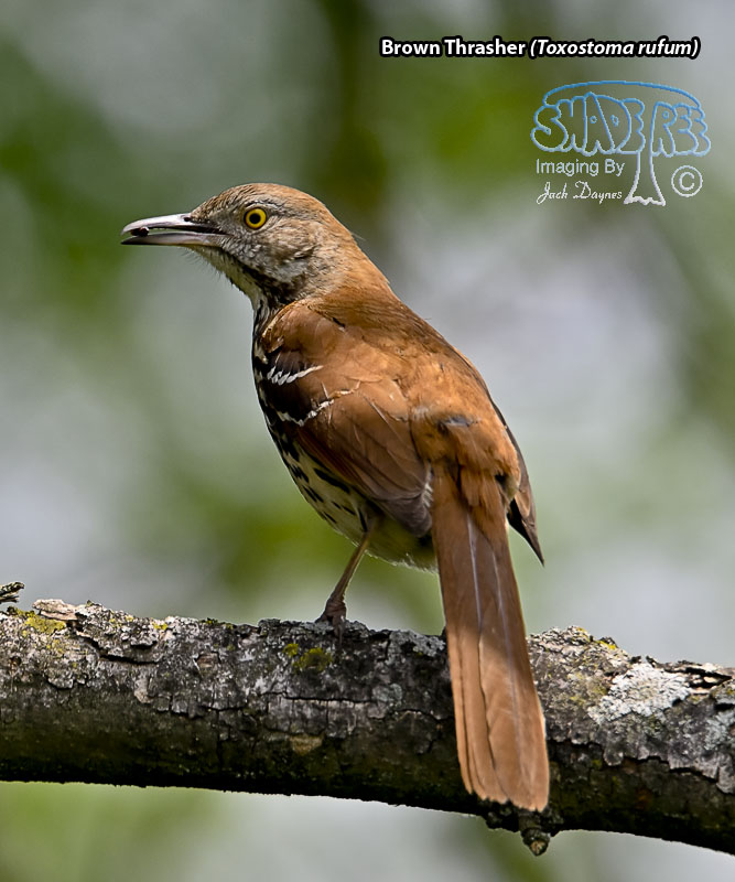 Brown Thrasher - Toxostoma rufum