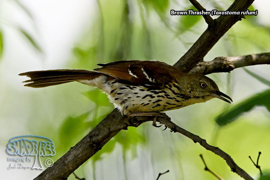 Brown Thrasher - Toxostoma rufum