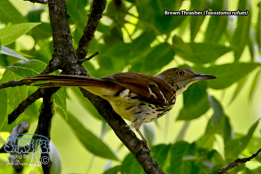 Brown Thrasher - Toxostoma rufum