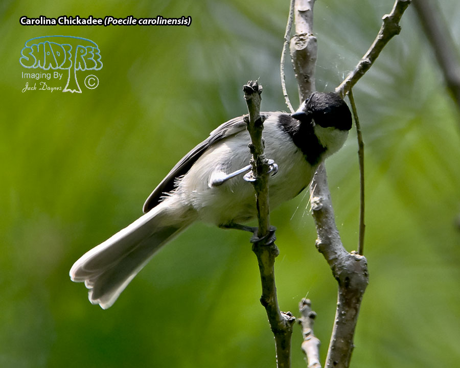 Carolina Chickadee - Poecile carolinensis
