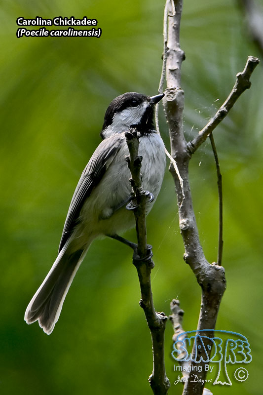 Carolina Chickadee - Poecile carolinensis