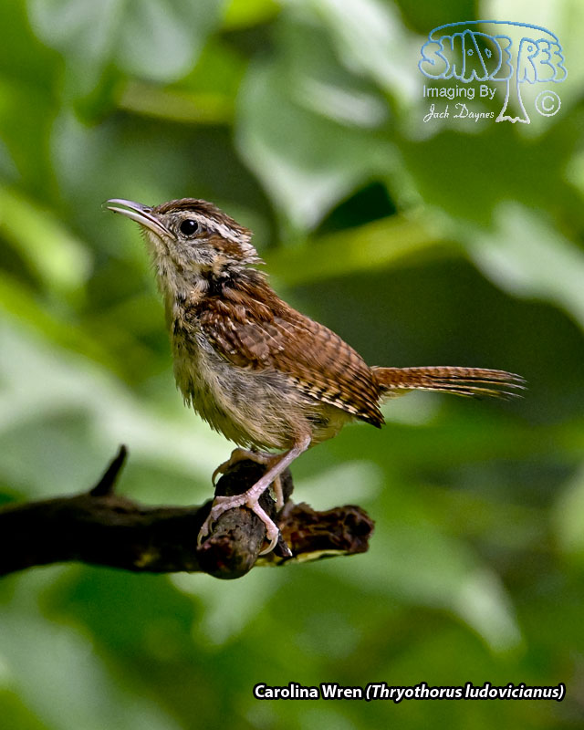 Carolina Wren - Thryothorus ludovicianus