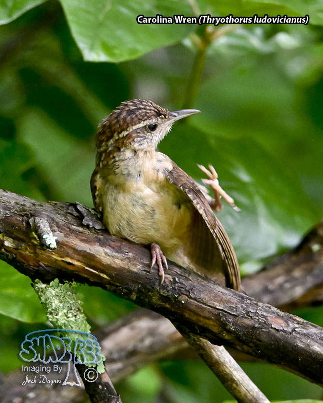 Carolina Wren - Thryothorus ludovicianus