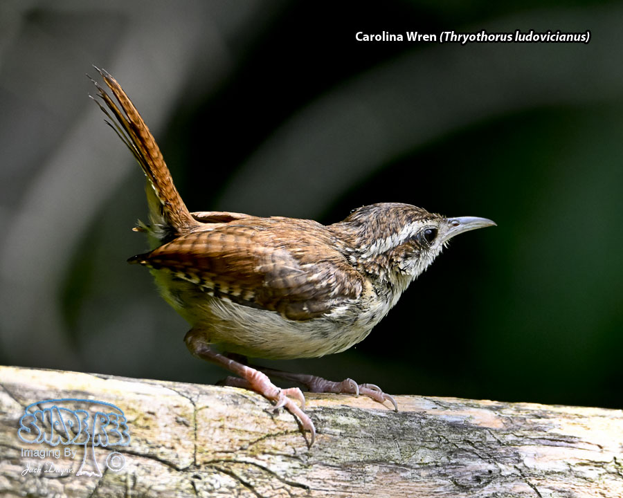 Carolina Wren - Thryothorus ludovicianus