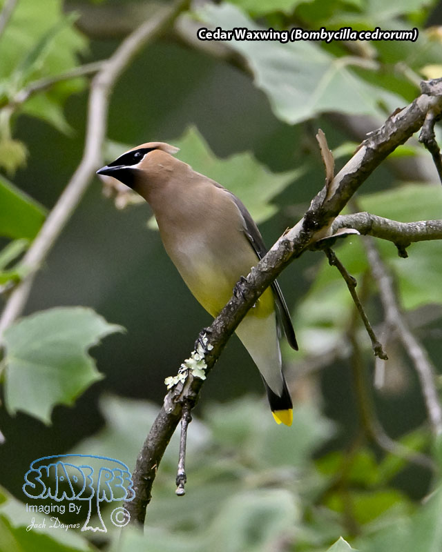 Cedar Waxwing - Bombycilla cedrorum