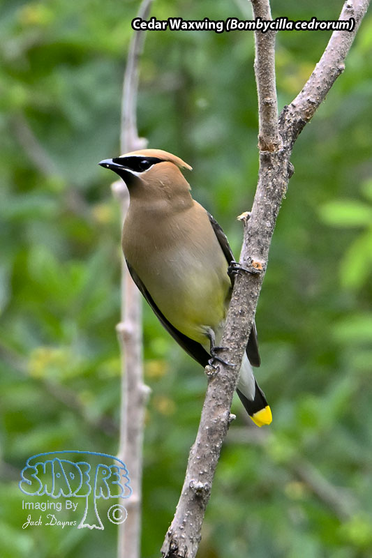 Cedar Waxwing - Bombycilla cedrorum