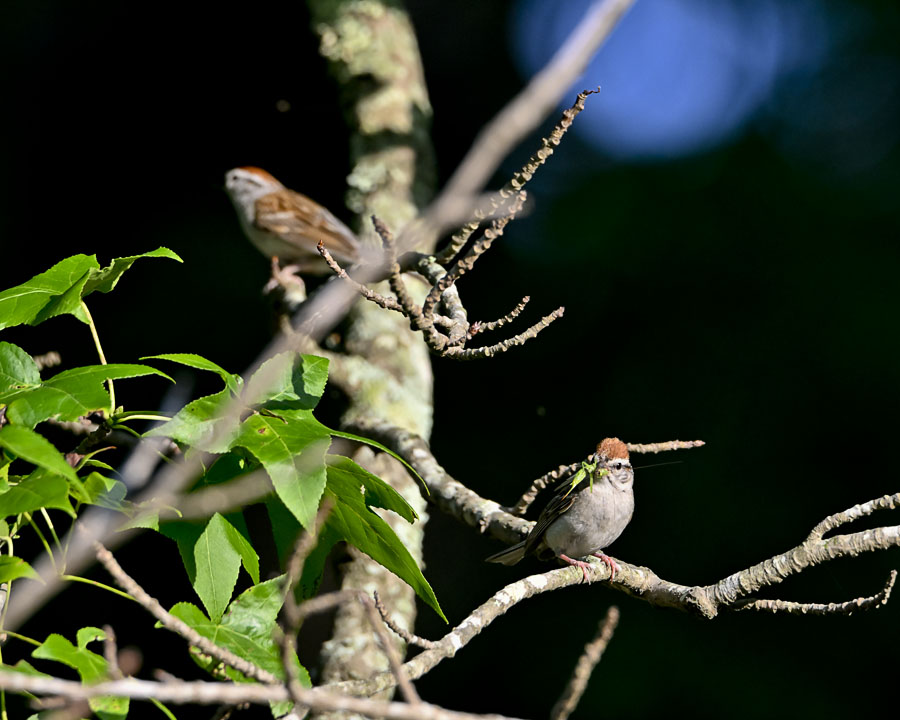 Chipping Sparrow - Spizella passerina