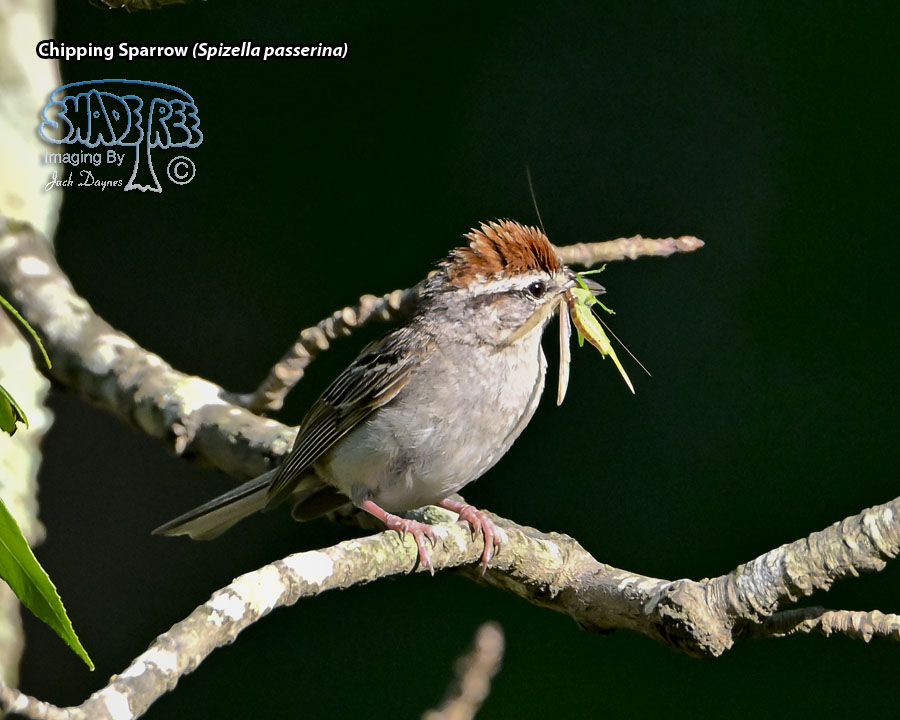 Chipping Sparrow - Spizella passerina