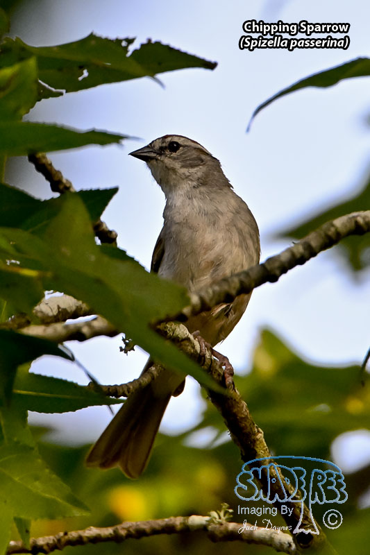 Chipping Sparrow - Spizella passerina