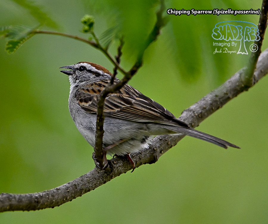 Chipping Sparrow - Spizella passerina