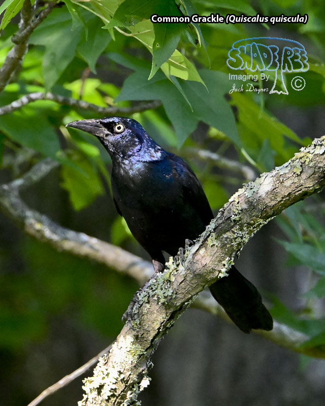Common Grackle - Quiscalus quiscula
