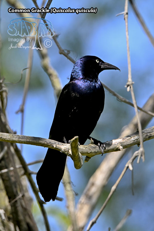 Common Grackle - Quiscalus quiscula