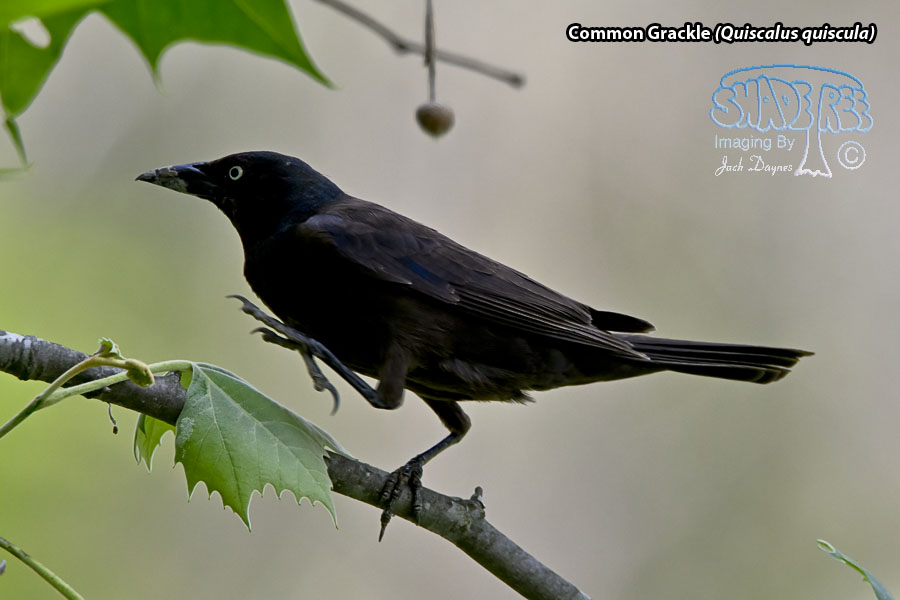 Common Grackle - Quiscalus quiscula