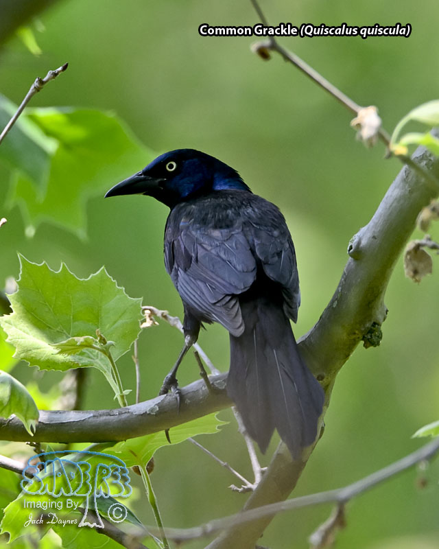 Common Grackle - Quiscalus quiscula