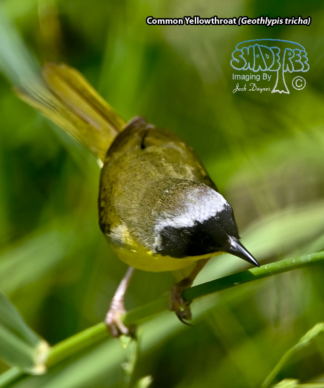 Common Yellowthroat - Geothlypis tricha