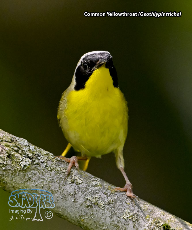 Common Yellowthroat - Geothlypis tricha