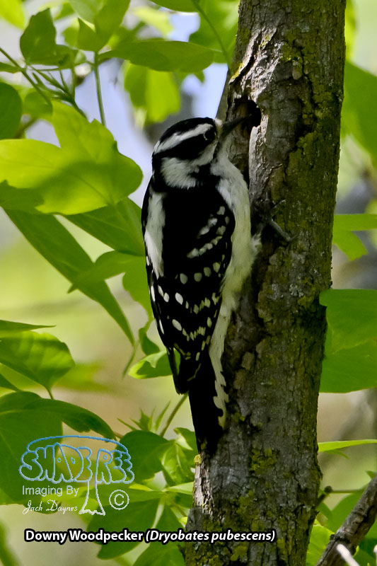 Downy Woodpecker - Dryobates pubescens