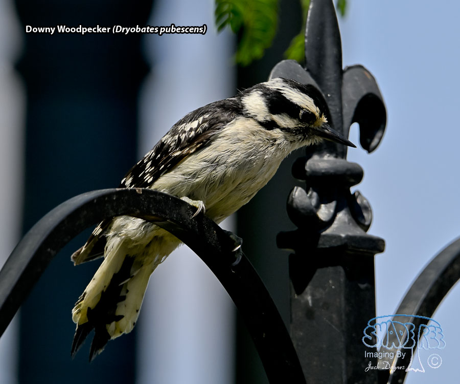 Downy Woodpecker - Dryobates pubescens
