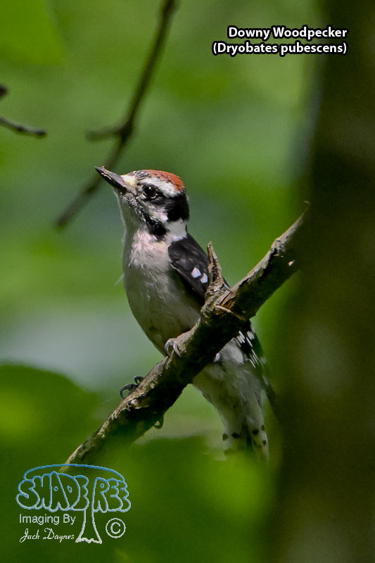 Downy Woodpecker - Dryobates pubescens