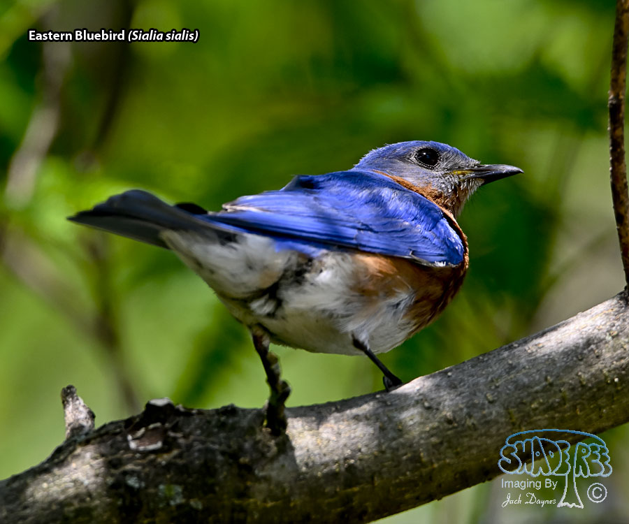 Eastern Bluebird - Sialia sialis