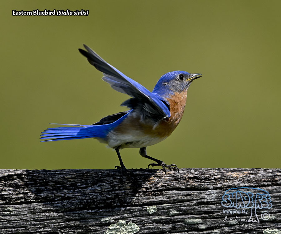 Eastern Bluebird - Sialia sialis