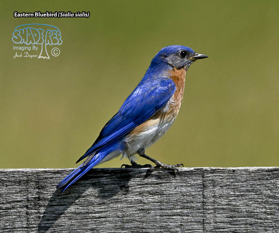 Eastern Bluebird - Sialia sialis