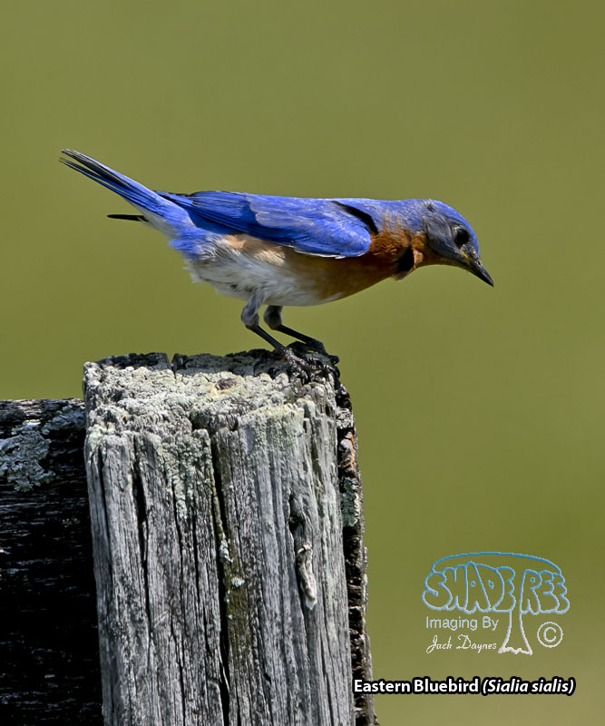 Eastern Bluebird - Sialia sialis