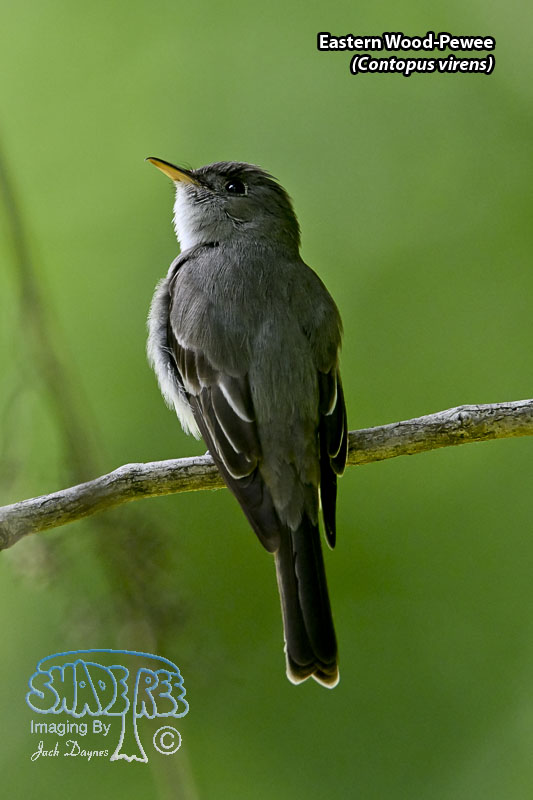 Eastern Wood-Pewee - Contopus virens