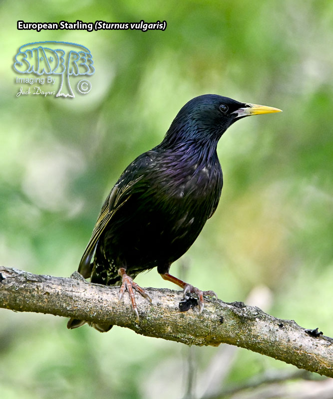 European Starling - Sturnus vulgaris