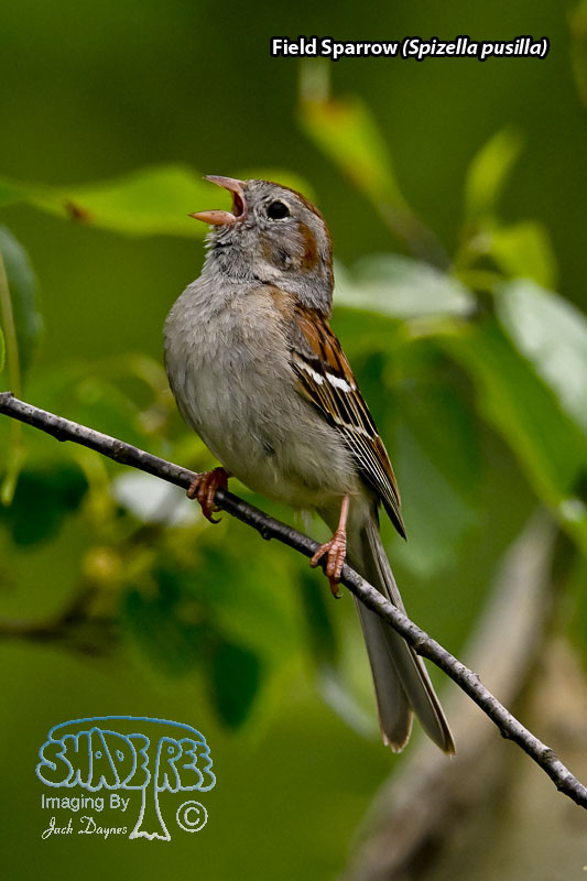 Field Sparrow - Spizella pusilla