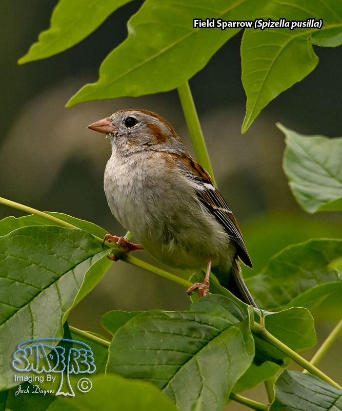 Field Sparrow - Spizella pusilla