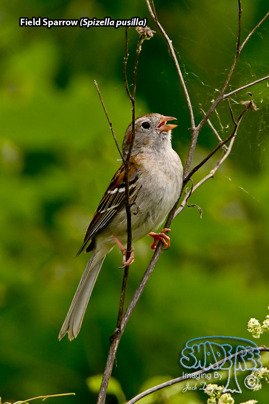 Field Sparrow - Spizella pusilla