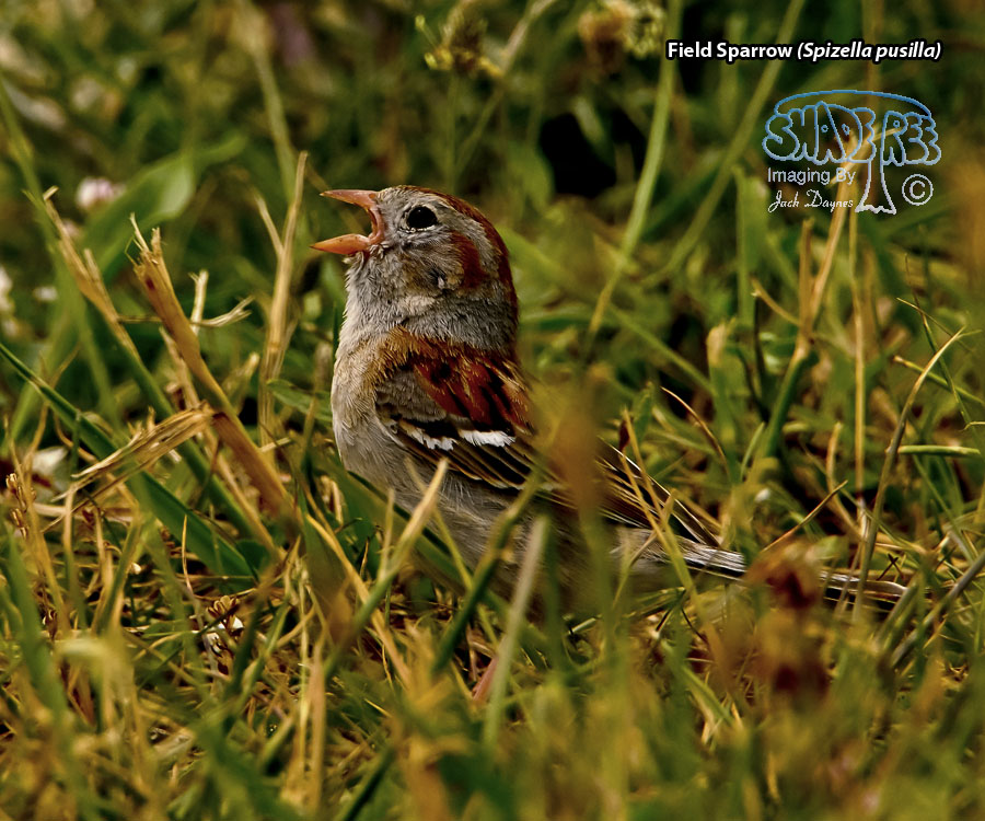 Field Sparrow - Spizella pusilla