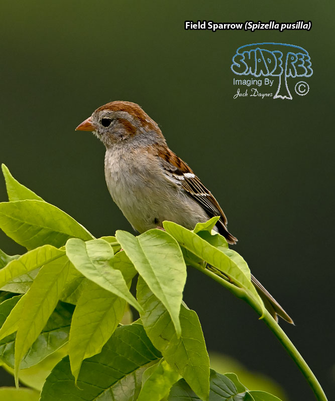 Field Sparrow - Spizella pusilla