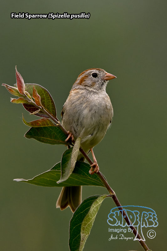 Field Sparrow - Spizella pusilla