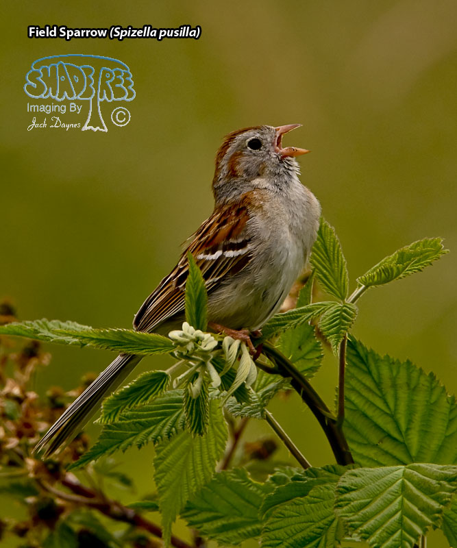 Field Sparrow - Spizella pusilla