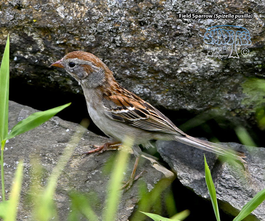 Field Sparrow - Spizella pusilla