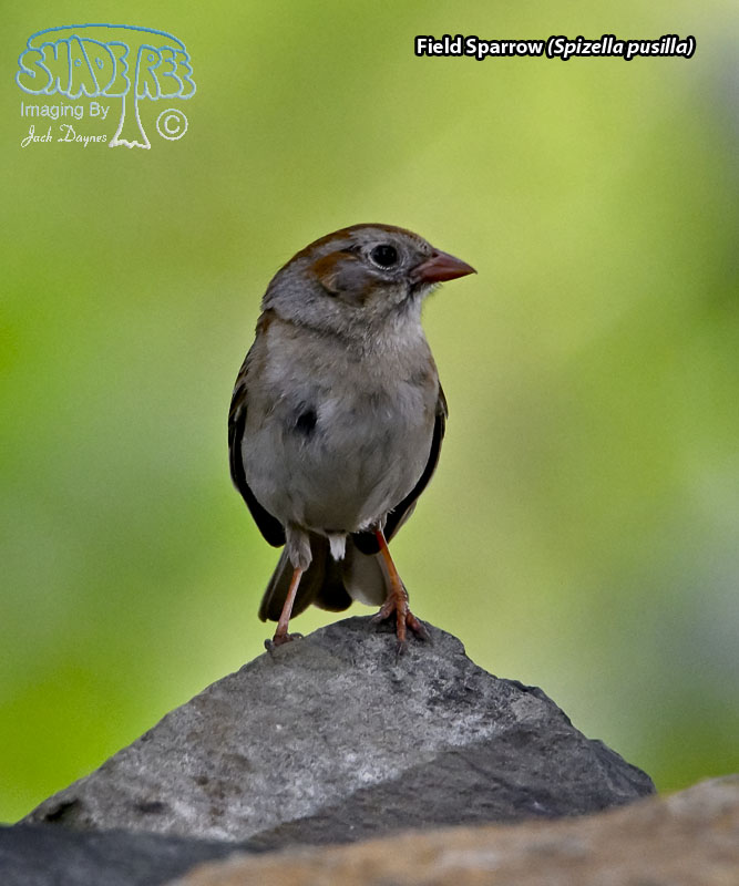 Field Sparrow - Spizella pusilla